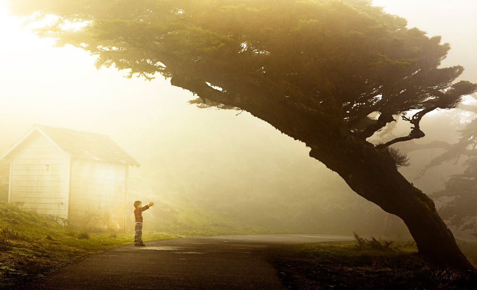 POINT REYES PENINSULA | THE BOY AND THE TREE