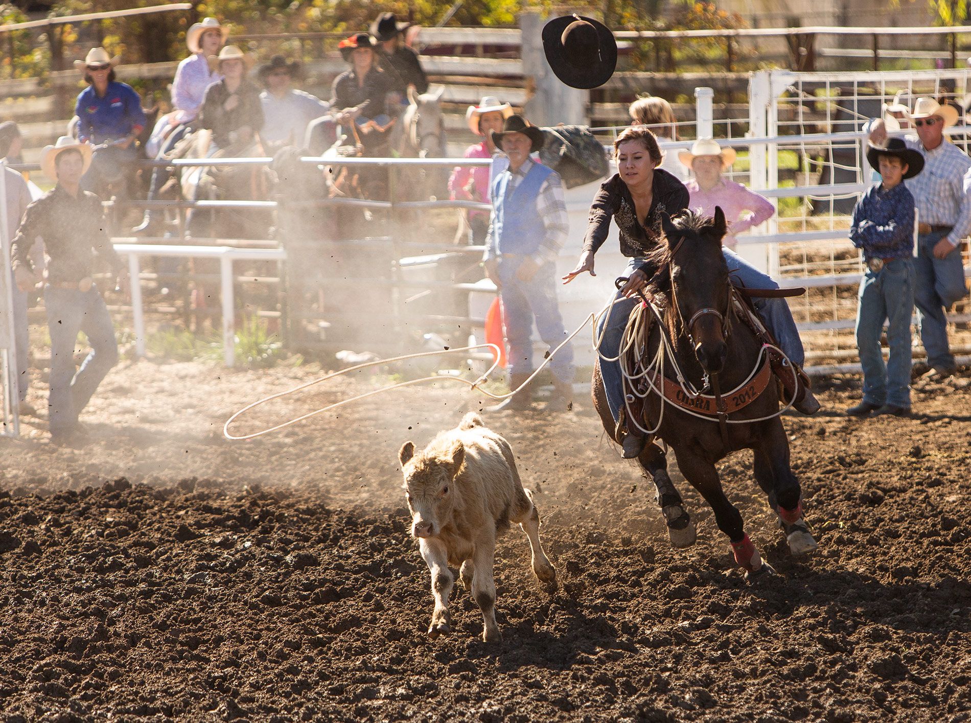Willits Rodeo, A woman riding a dark horse throws a lasso to catch a running calf during a dusty rodeo event.