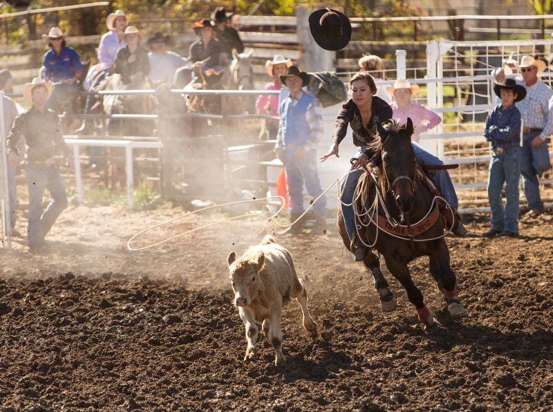 An action photo from a Willits, California rodeo shows a cowgirl at full speed roping a calf, her cowboy hat flying off in the chase.