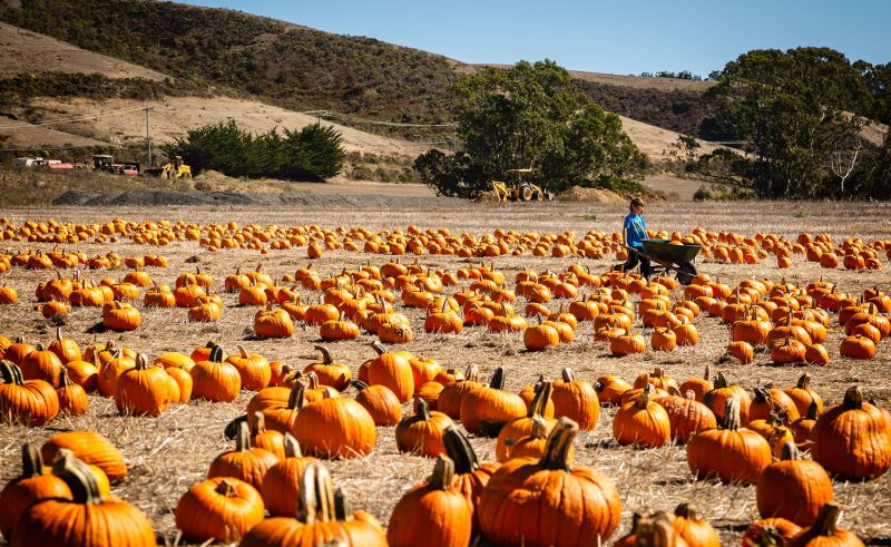 Davenport CA. Halloween pumpkin patch on the California Cost.