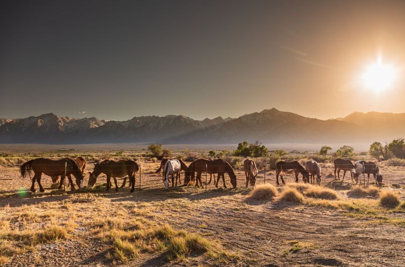 Along Hwy 395, horses on the prairie at sunset