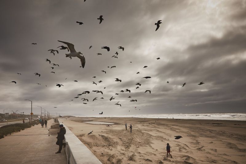 Ocean Beach San Francisco man with seagulls