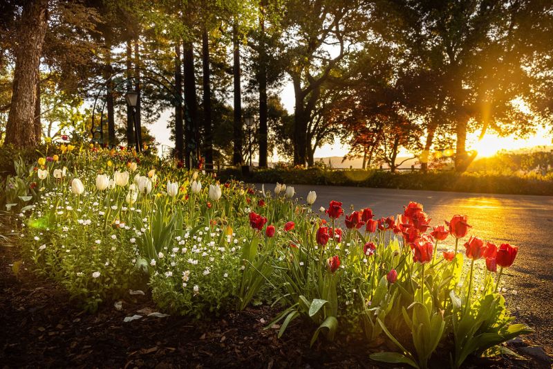 Far Niente winery in Napa Valley. Beautiful gardens in the spring, early morning