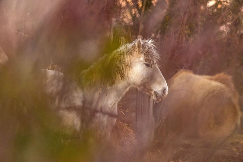 Camargue Horses Isola della Cona, Adriatic Coast